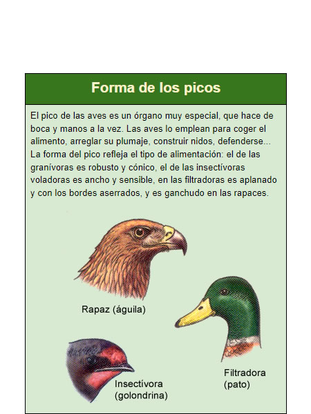 forma de los picos de las aves